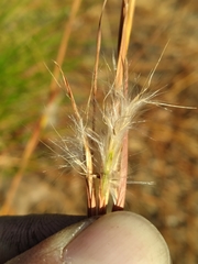 Andropogon tracyi