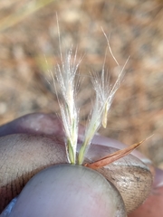 Andropogon tracyi