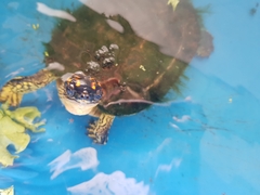 Rhinoclemmys punctularia