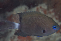 Pycnochromis delta