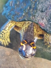 Rhinoclemmys punctularia