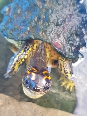 Rhinoclemmys punctularia