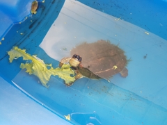 Rhinoclemmys punctularia