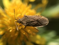 Althos