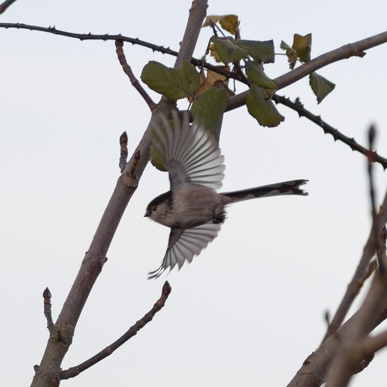 Long-tailed Tit