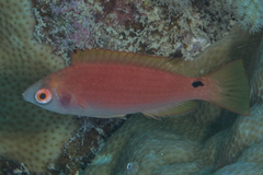 Cirrhilabrus marjorie