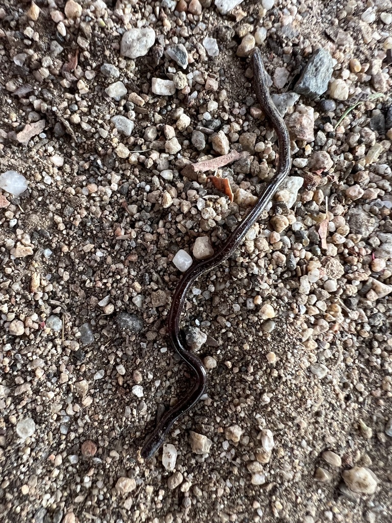 Brahminy Blindsnake from Occidental College, Los Angeles, CA, US on ...