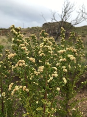 Baccharis patagonica