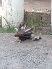 Caracara plancus