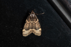 Aglossa cacamica