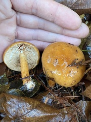 Lactarius luculentus laetus