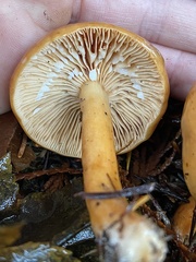 Lactarius luculentus laetus