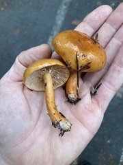 Lactarius luculentus laetus