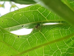 Thyene coccineovittata