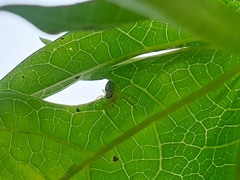 Thyene coccineovittata