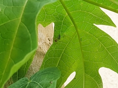 Thyene coccineovittata