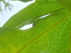 Thyene coccineovittata
