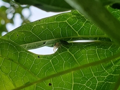 Thyene coccineovittata