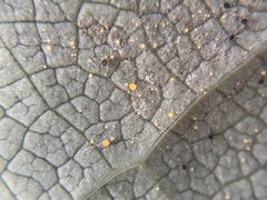 Phyllactinia liriodendri