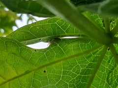 Thyene coccineovittata