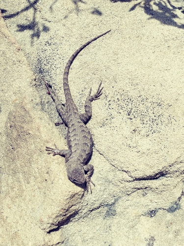 iNaturalist observation photo of Western Fence Lizard