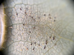 Phyllactinia liriodendri