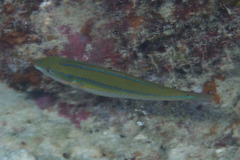 Stethojulis strigiventer