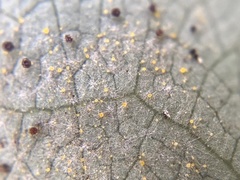 Phyllactinia liriodendri