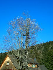 Salix daphnoides