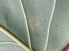 Phyllactinia liriodendri