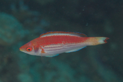 Cirrhilabrus marjorie