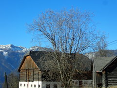 Salix daphnoides