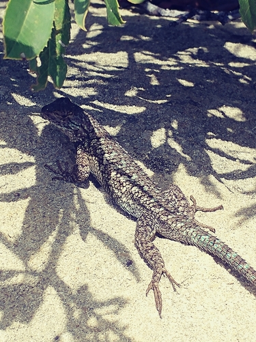 iNaturalist observation photo of Western Fence Lizard