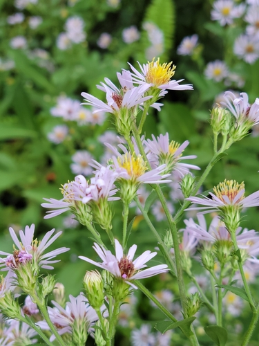 Image of Symphyotrichum elliottii by (c) Jay Horn, some rights reserved (CC BY)