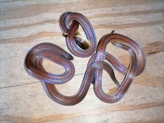 Atractus trilineatus