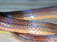 Atractus trilineatus