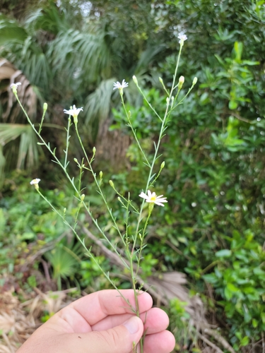 Image of Symphyotrichum kralii by (c) Jay Horn, some rights reserved (CC BY)