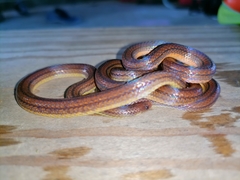 Atractus trilineatus