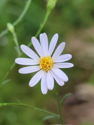 Image of Symphyotrichum kralii by (c) Jay Horn, some rights reserved (CC BY)