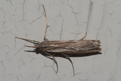 Agriphila attenuatus