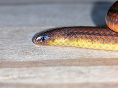 Atractus trilineatus