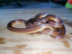 Atractus trilineatus