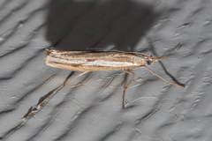 Agriphila attenuatus