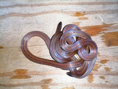 Atractus trilineatus