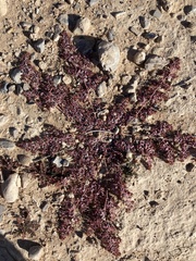 Euphorbia polycarpa