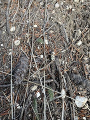 Achillea millefolium borealis
