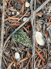 Achillea millefolium borealis