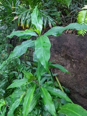 Dichorisandra thyrsiflora