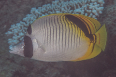 Chaetodon oxycephalus