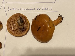 Lactarius luculentus laetus